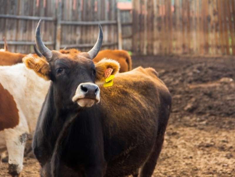 Male cattle prices reach highest at average of 2.6 million MNT